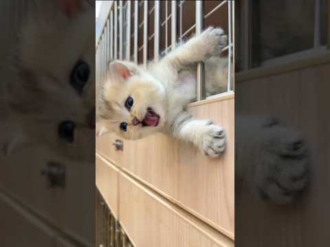 Suara apa🐱#cat #kitten #funny #comedy
