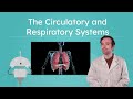 Respiratory and Circulatory Systems Overview