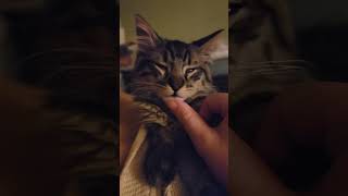 Daddy? Will You Pet Me?