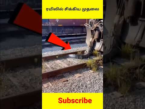 இந்த ரயில் முன்னால் இவ்வளவு பெரிய முதலை எங்கிருந்து வந்தது 😱😱#viral