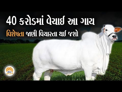 દુનિયાની સૌથી મોંઘી ગાય પાંચ હજાર તોલા સોનાની કિંમતે વેચાઈ | Most Expensive Cow | Vaat Gujarati