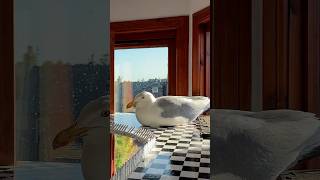 How To Make Your Pet Seagull Park His Cheeks?