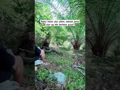 proses penangkapan ular piton_selalu hati ya kalau ke hutan😲😲😲😲 #piton #ularbesar #ularpiton
