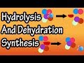 Exploring Anabolism and Catabolism Through Hydrolysis and Dehydration Synthesis