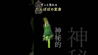 あなたは人生で2度変身できる。
