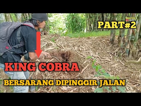 KING COBRA BERSARANG DIPINGGIR JALAN SAMPAI KELEWAS PART #2