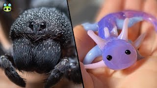10 Animales Exóticos Que Puedes Tener Como Mascota