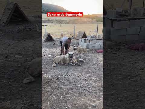 Sakın evde denemeyin #dog #kangaldog #köpek #kangal