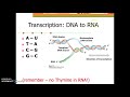 DNA Replication and Protein Synthesis Insights