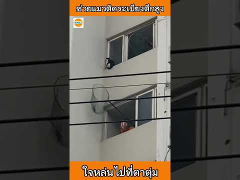 ช่วยชีวิตแมวติดระเบียงตึกสูง ใจหล่นไปที่ตาตุ่ม #dog #หมา #pets