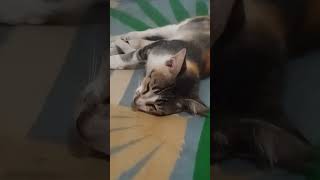 Xfinds member sleeping my bed #nature #cats #animals