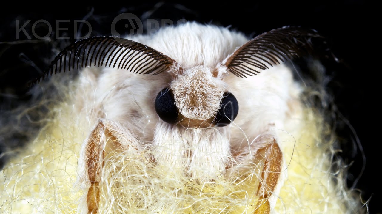 Silkworms Spin Cocoons That Spell Their Own Doom