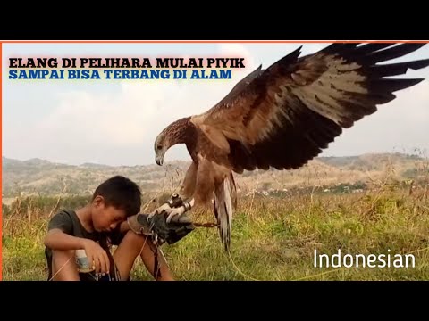 caring for eagles from chicks until they fly into the wild (merawat elang dari kecil sampai terbang)