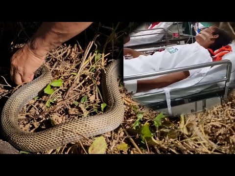 COBRA NAAPAKAN AT TINUKLAW SI TATAY SA STA. MARIA, PANGASINAN | Kambal Kamandag