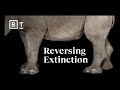 Reviving the Northern White Rhino