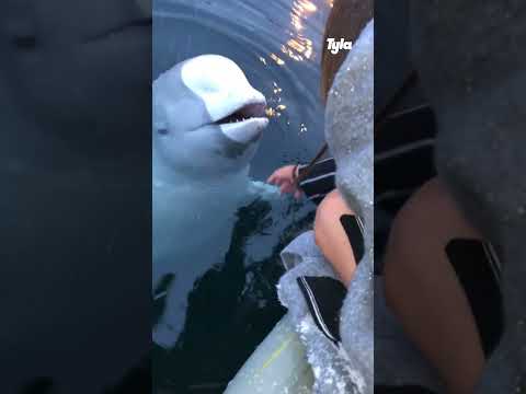 😮 Beluga whale saves girl's phone #shorts
