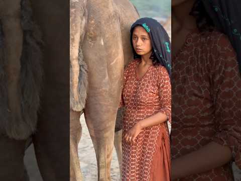 Camels video #Camels life #traditional #india