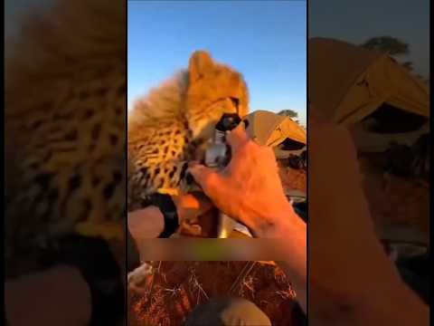 عندما تعود إليك اللطف لتنقذك ❤️🐾