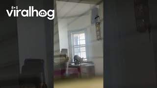 French Bulldog Caught Sneaking Out || ViralHog