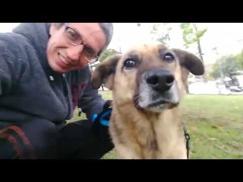 CÃO Comia Sacos de LIXO nas ruas,  ABANDONADO e Sem Esperança