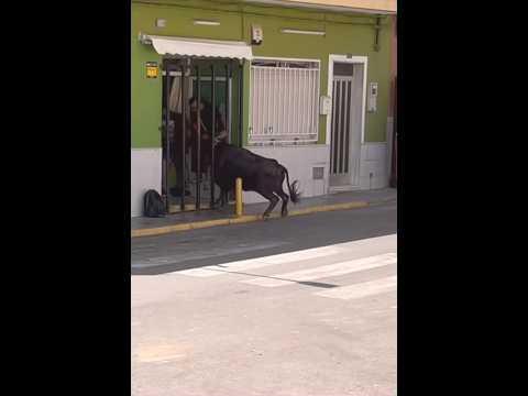 😱⚠️METE MEDIO CUERPO ESTA ENORME VACA Y SE LLEVAN UN SUSTO TREMENDO💥