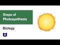 Photosynthesis Mechanisms and Processes