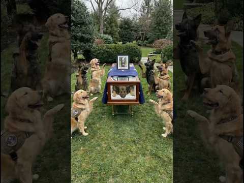 He Gave His Life on Duty… His K9 Family Saluted Him One Last Time 💔