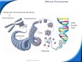DNA Structure and Replication Concepts