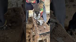 A craftsman trimming a donkey's hooves – looks very relieving. #horse #farming #donkey