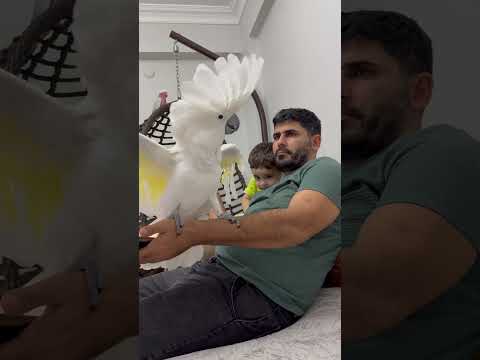 Allah Allah 🥹 deli deli olanlarda bu gün yine Osman 😎