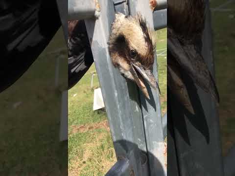 Woman Rescues Kookaburra Bird with Head Stuck in Fence