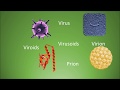 Microbiology: Viruses, Viroids, and Prions