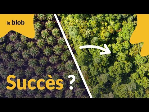 Bornéo : la reforestation peut-elle sauver la biodiversité ? | Reportage