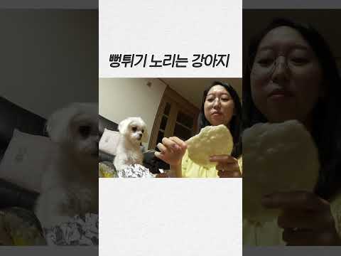 뻥튀기 노리는 강아지 #shorts