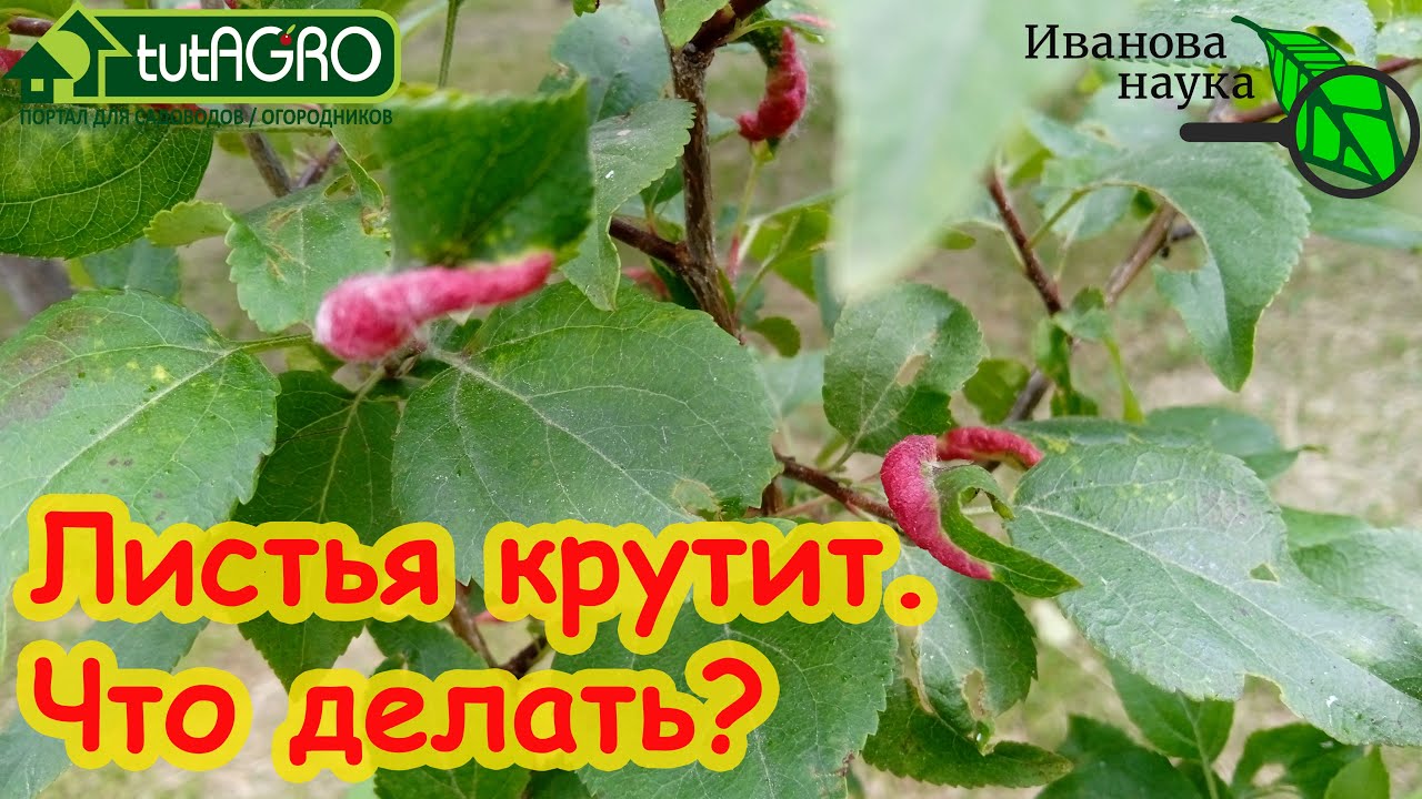 Сделайте так и будете с урожаем! Листья крутятся? Вот причина и вот что надо делать.
