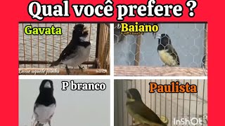SUPER CANTOS !  DISPUTA ENTRE COLEIRO E PAPA CAPIM ! #coleiro #papacapim #coleirotuitui