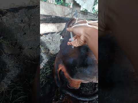 [SAPI MELAHIRKAN PREMATUR] INJECT ANTIPIRETIK INDUK SAPI PASCA MELAHIRKAN ‼️ #animals #cow #shorts