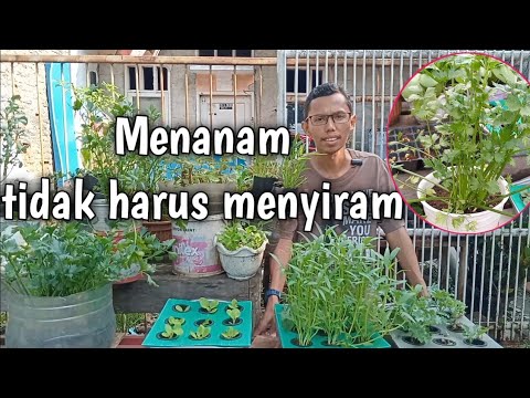 Manfaatkan Ember Bekas Untuk Menanam Sayuran Di Rumah Lahan Sempit