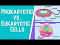 Prokaryotic and Eukaryotic Cell Concepts