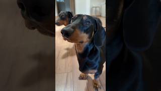 Artúr szerint nagyon durva dolog történt 😱🐶 #merlinesarturkalandjai