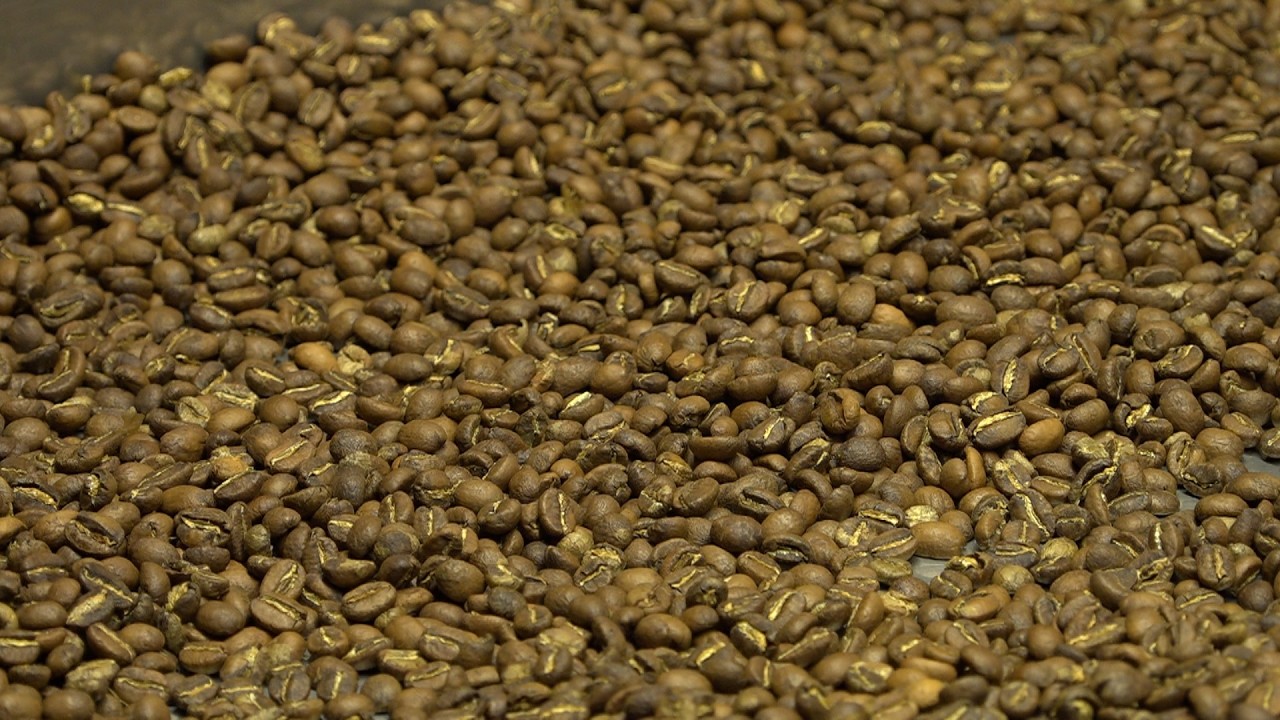 Un osonenc dedicat a torrar més de 30 varietats diferents de cafè d’especialitat