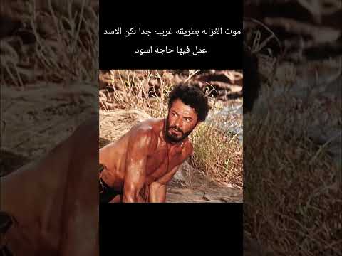 موت الغزاله بطريقه غريبه جدا لكن الاسد عمل فيها حاجه اسود