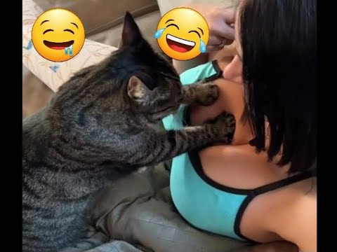 funny cats 2023 and other top fail funny