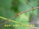 竹節蟲 - YouTube