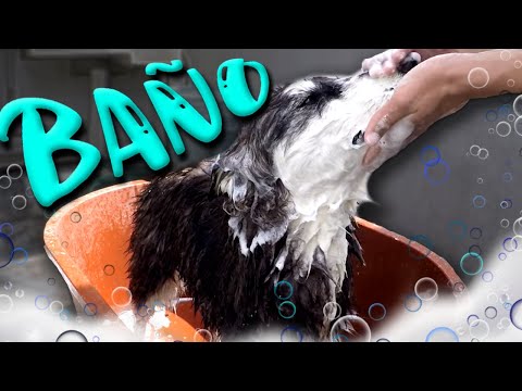 Cómo BAÑAR a un PERRO - MartGon