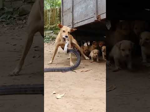 Cobra Vs Protective Mom 🐍⚔️🐶