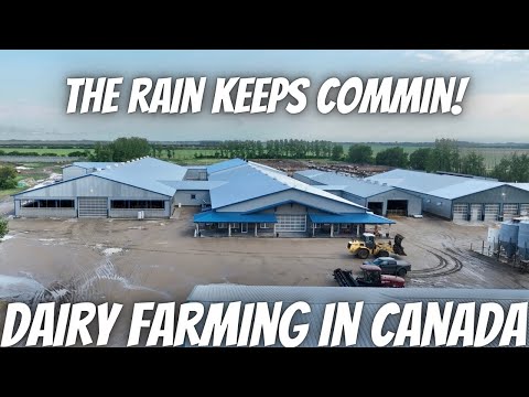 Feeding, Cleaning Pack, Receiving Feed, Rain!