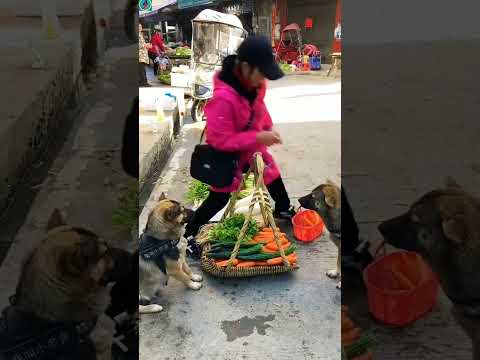 इस कुत्ते के मार्केटिंग देख कर आप सोच मे पड़ जायेंगे #shorts