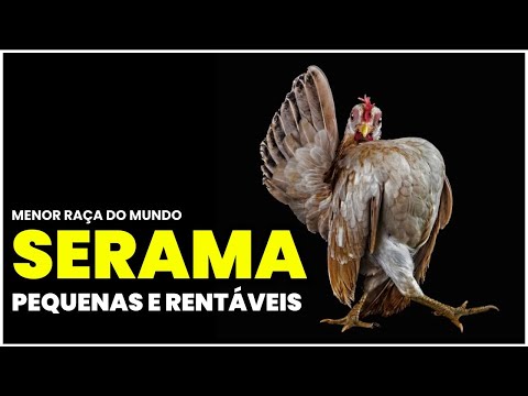 Criação de Seramas: Pequenas, Rentáveis e Fáceis de Manejar