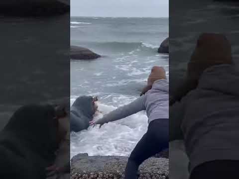 Seal Explodes From Water and Grabs Dog 😳 #animalattack